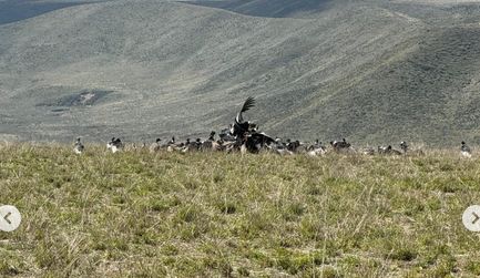 ►Récord histórico: filman más de 90 cóndores andinos juntos en Tupungato